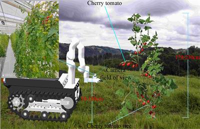 An occluded cherry tomato recognition model based on improved YOLOv7